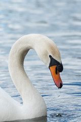 Cyvnus Olor Head Portrait, swimming