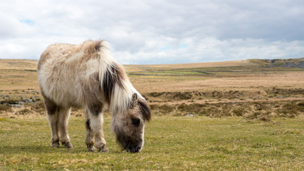 A wild dartmoor pony grazing grass on the moors