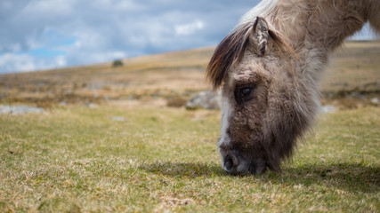 A wild dartmoor pony grazing grass on the moors