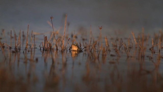 European green toad sing a wedding song,spring frog singing, water, sunset