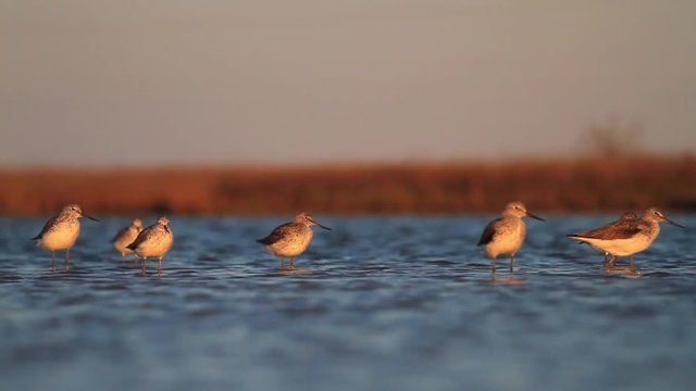 flock of sandpipers on a blue lake,birds on spring migration, recreation, group of birds