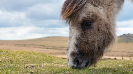 A wild dartmoor pony grazing grass on the moors