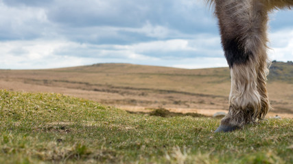 A concept photgraph of a wild ponies feet on Dartmoor