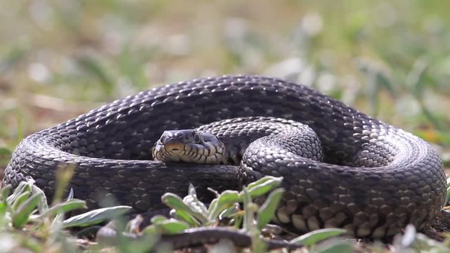 snake in the grass showing tongue,grass snake, the danger, the security