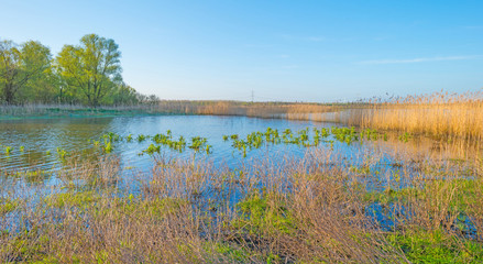 Fototapeta na wymiar Shore of a lake in spring