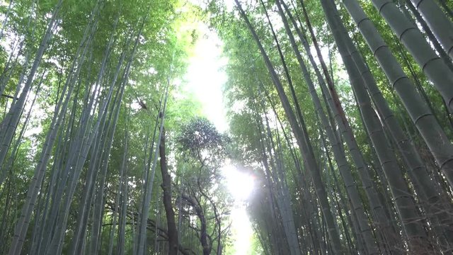 竹林の小径 嵯峨嵐山・京都