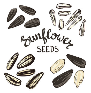 Set of Sunflower seeds with Vintage Stylized Lettering. Vector hand drawn Illustration