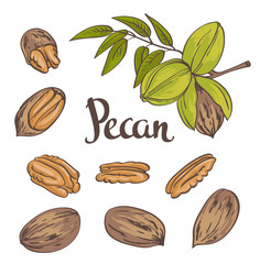 Green Pecan nuts with leaves and dried Pecan nuts isolated on a white background. Vector illustration. - obrazy, fototapety, plakaty