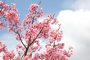 山桜