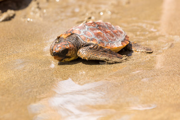 Turtle Baby on beach 