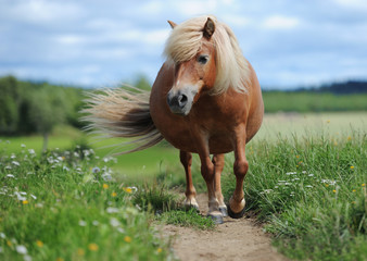 Shetland pony - 108630731