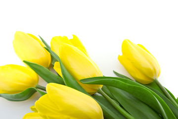 Bouquet of yellow tulips  on white background. Top view