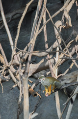 Common squirrel monkeys (Saimiri sciureus)
