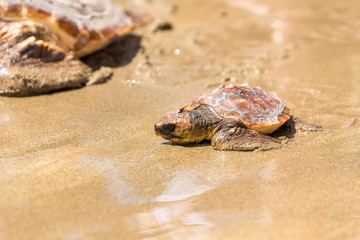 Turtle Baby on beach 