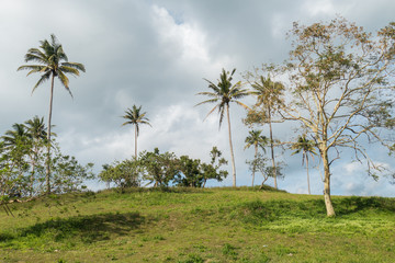 Fototapeta premium Trees in the front of a cloudy sky