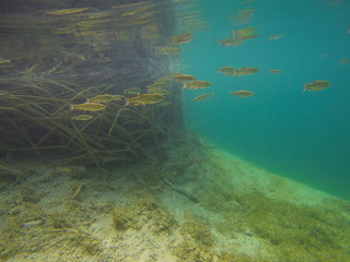 Fototapeta na wymiar Fish swimming in Plitvice lake