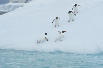 Gentoo Penguin  jump from the ice