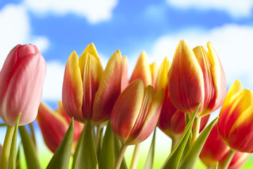 Spring flowers - tulips on blue sky background