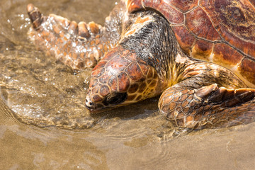 Turtle Baby on beach 