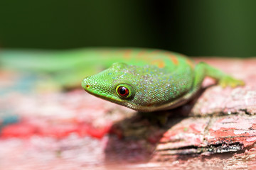 Peacock day gecko (Phelsuma quadriocellata) in the jungel of Ranomafana in Madagascar