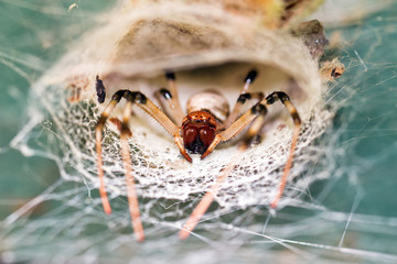 Scary funnel spider in its web in the jungle of Madagascar