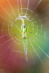 Long jawed spider (family Tetragnathidae) in the jungle of Ranomafana, Madagascar