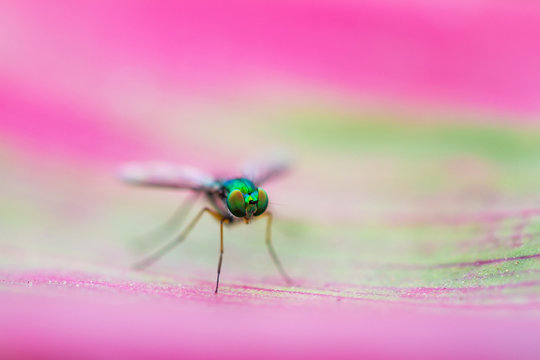 Beautiful macro of a green fly on a pink leaf in Madagascar