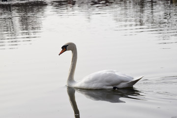 Plakat beautiful swan in the nature reserve