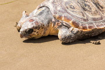 Obraz premium Turtle Baby on beach 
