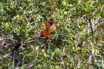 The red-bellied lemur (Eulemur rubriventer) in Ranomafana national park, Madagascar