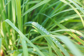 Lemongrass leaf and drop of water