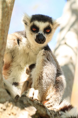 Ring-tailed Lemur (Lemur catta) in Anja reserve national park in Madagascar