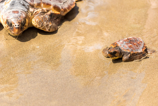 Turtle Baby on beach 