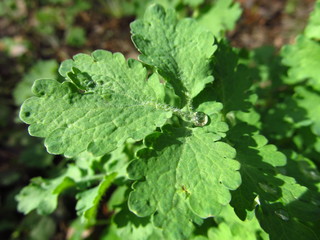 Morning light dew on green plants. Close-up, macro droplet