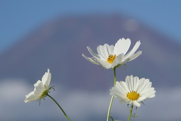 先駆ける秋の花