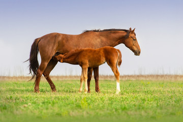 Obraz na płótnie Canvas Red mare feeding a foal on spring pasture