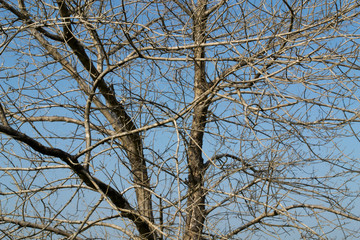 Dead tree on blue sky