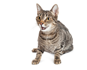 Cute Cat Sitting Talking