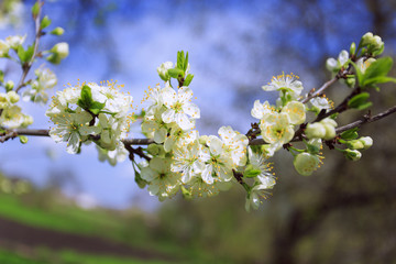 Blossoming Sakura
