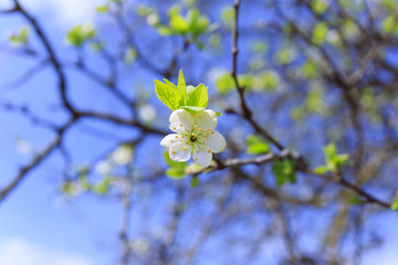 Blossoming Sakura