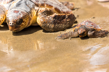 Turtle Baby on beach 