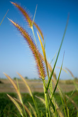 flower of grass on blue sky