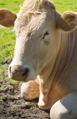 Portrait of a light brown cow lying in grass