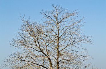 Dead tree on blue sky