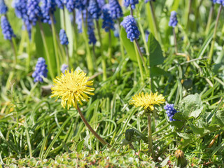 Dandelions in bright sunlight with grape hyacinths in the background