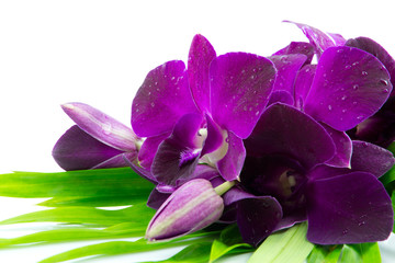 orchid on white background