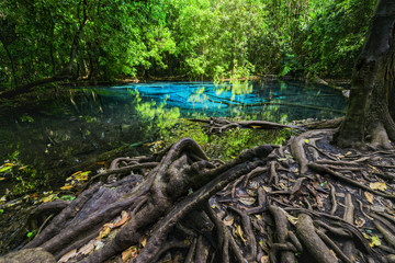 Fototapeta premium The green pond of thailand