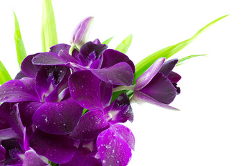 orchid on white background