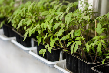 seedling tomato in small pots which stand in a row.