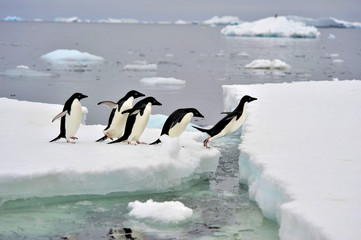 Adelie Penguin © Silver